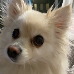 Meet your Posher, Bella